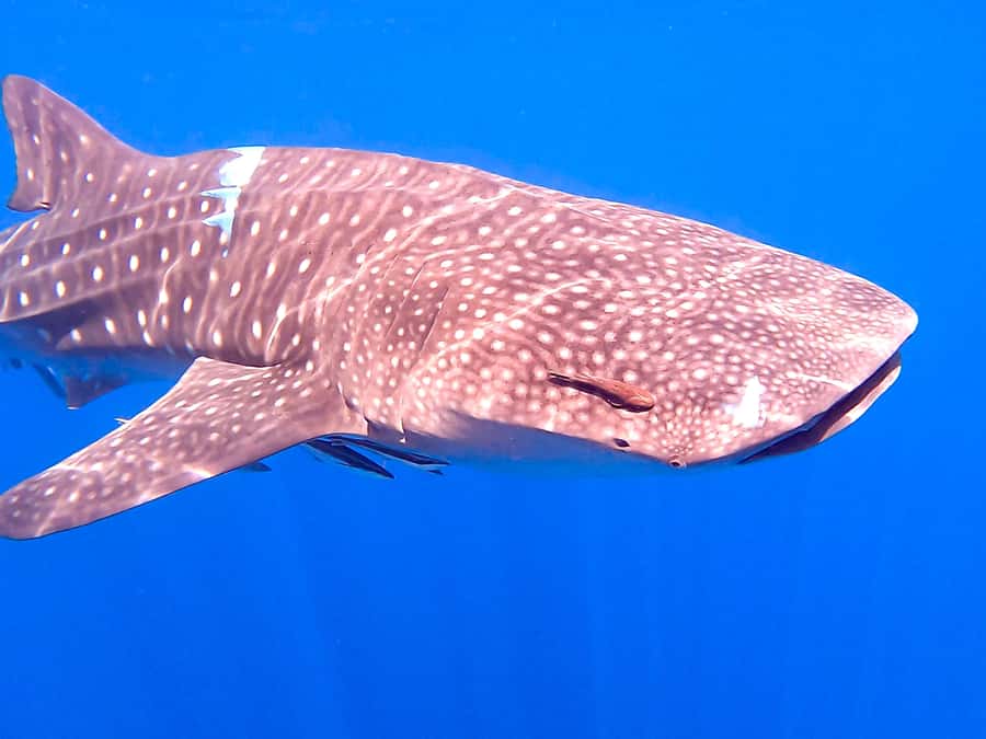 Muscat: Daymaniat Islands Snorkeling Tour with Refreshments - Best seasons, sightings, and expectations