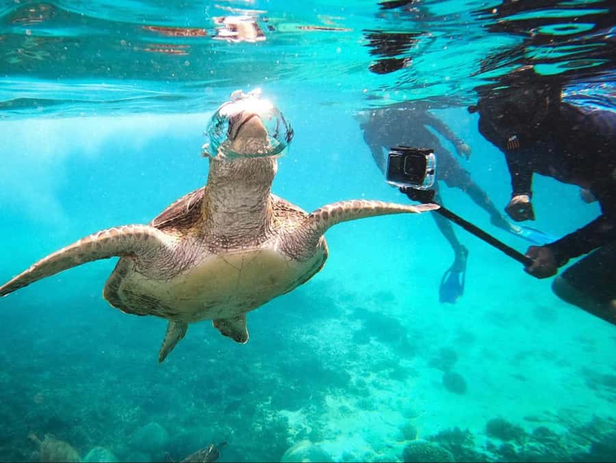 Muscat: Daymaniat Islands Snorkeling Trip with Brunch - Why the Daymaniat Islands are worth your time