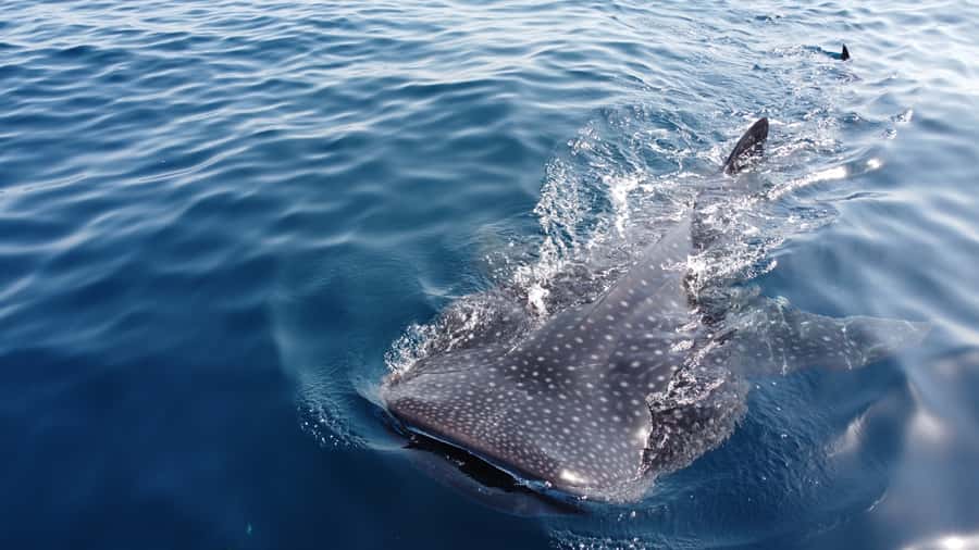 Muscat: Daymaniat Islands Tour - Why the Daymaniat Islands trip is worth your half-day