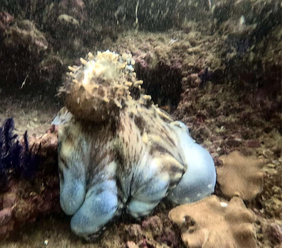 Muscat: Daymaniat Islands Try Scuba Diving - Marine life and the character of Daymaniat