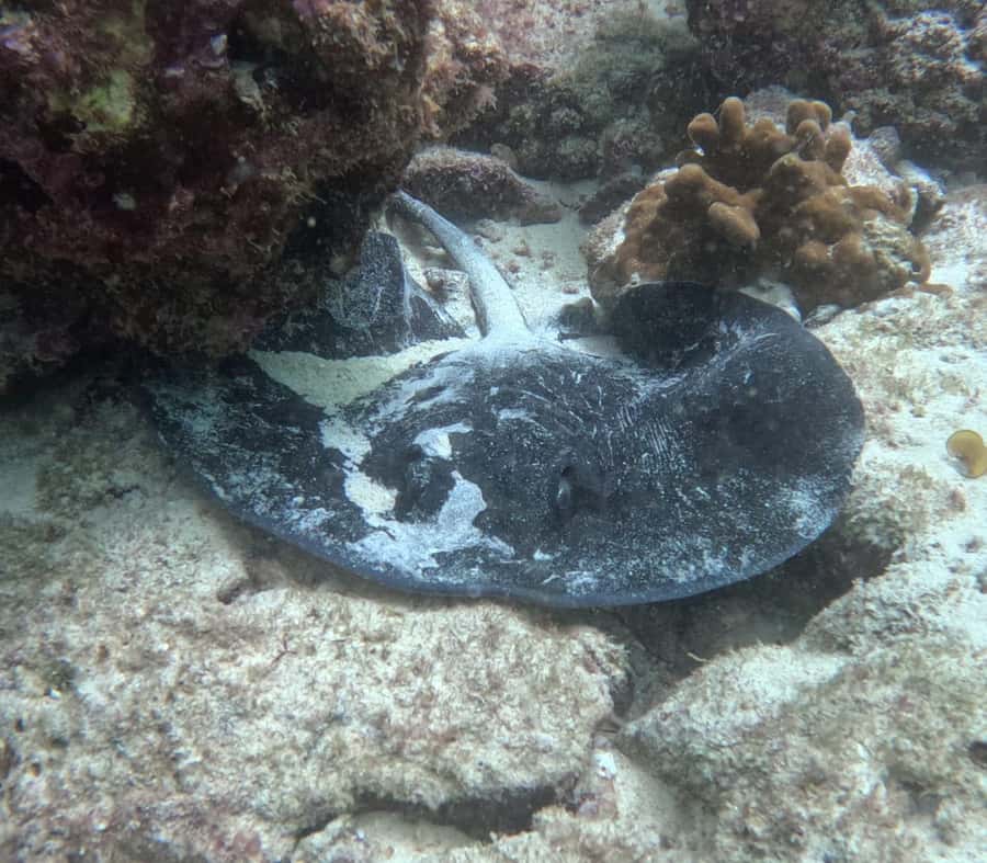 Muscat: Daymaniat Islands Try Scuba Diving - Food, drinks, and the four-hour schedule