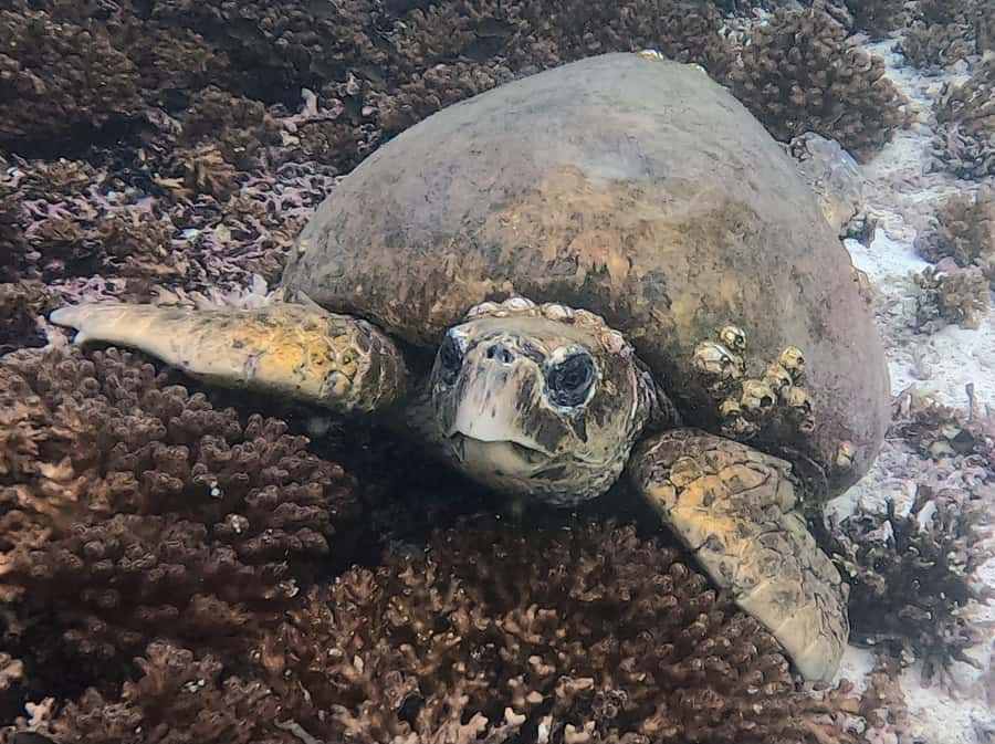 Muscat: Daymaniat Islands Try Scuba Diving - Is $217 good value?