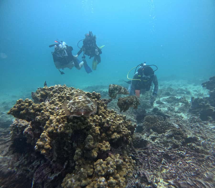 Muscat: Daymaniat Islands Try Scuba Diving - Who will enjoy this trip most?