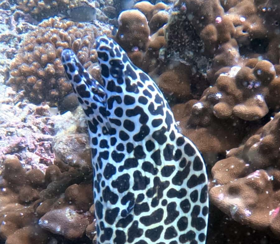 Muscat: Daymaniat Islands Try Scuba Diving - A useful briefing for first-time scuba guests