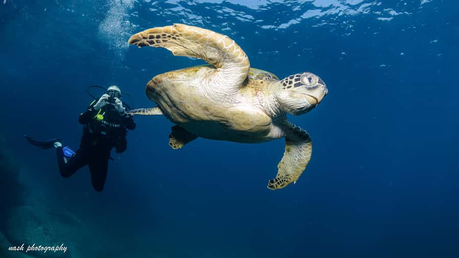 Muscat: Daymaniyat Island Scuba Dive 2 locations + BBQ Lunch - Leaving Al Mouj Marina at 8:00 in the morning