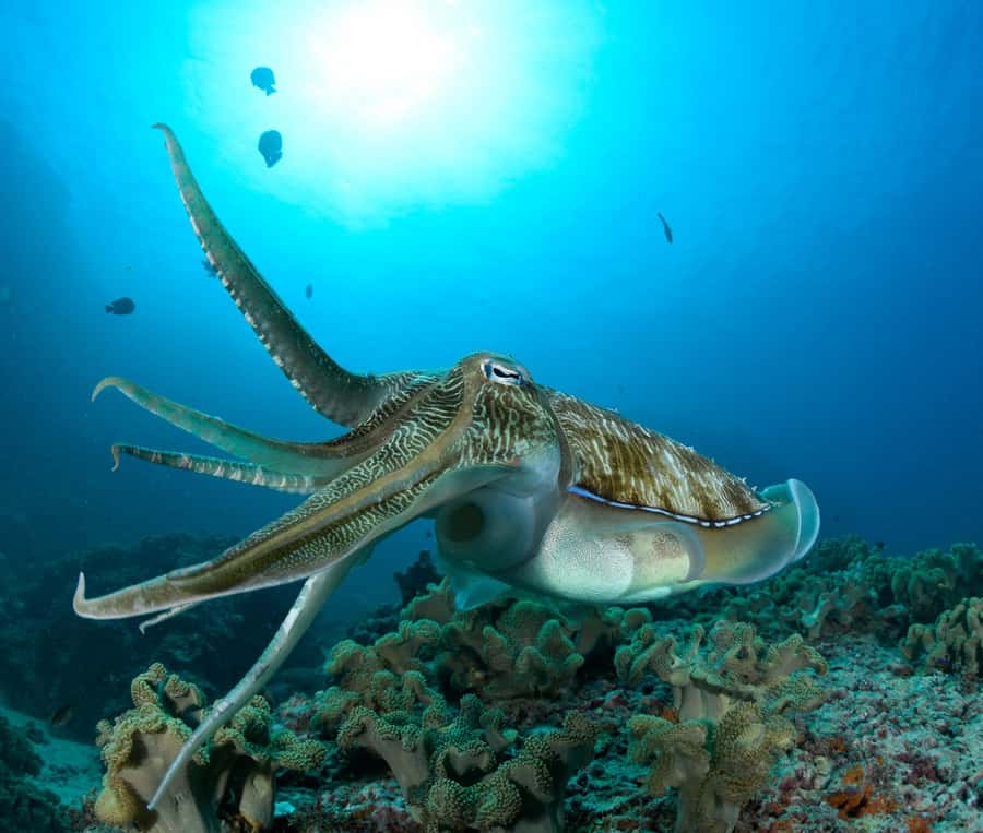 Muscat: Daymaniyat Island Scuba Dive 2 locations + BBQ Lunch - First 1.5-hour session: getting comfortable underwater