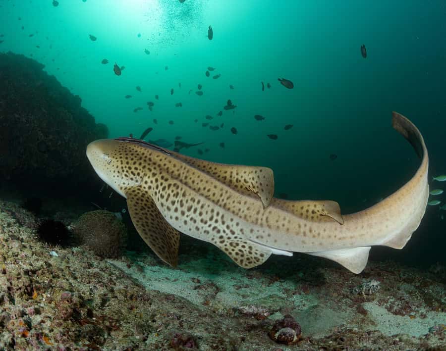 Muscat: Daymaniyat Island Scuba Dive 2 locations + BBQ Lunch - Who will get the most from this trip