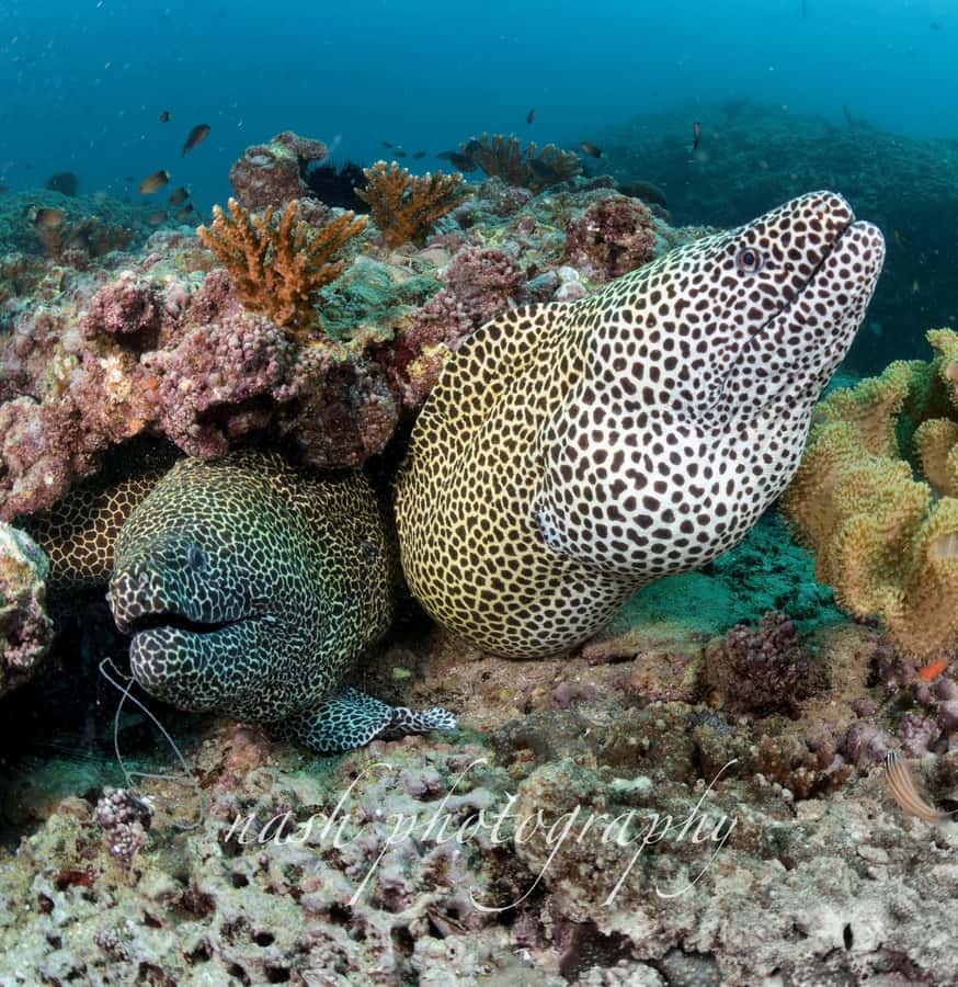 Muscat: Daymaniyat Island Scuba Dive 2 locations + BBQ Lunch - Practical details that can make the day easier