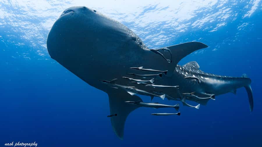 Muscat: Daymaniyat Island Scuba Dive 2 locations + BBQ Lunch - The 45-minute ride to the Daymaniyat Islands