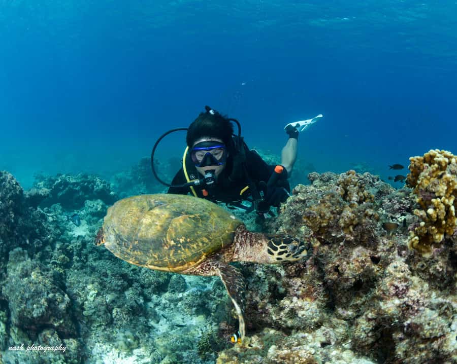 MUSCAT: Daymaniyat Island Snorkeling & Try-Dive + BBQ Lunch - Snorkeling at two Daymaniyat sites