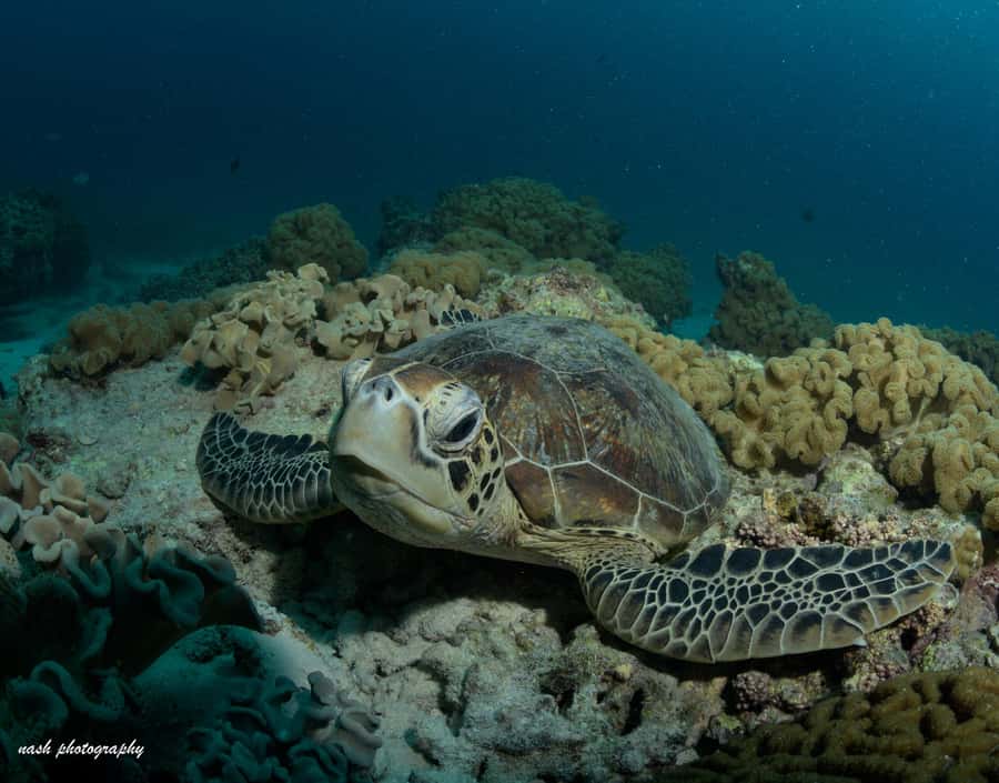 MUSCAT: Daymaniyat Island Snorkeling & Try-Dive + BBQ Lunch - Learning scuba one-on-one for 25 minutes