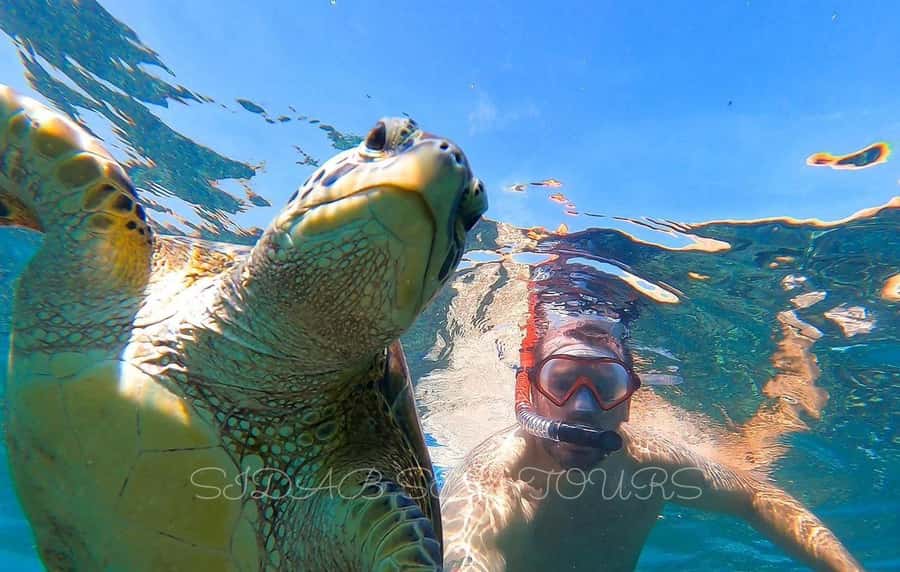 Muscat: Daymaniyat Island Snorkeling with Turtles Tour - Key points to know before booking