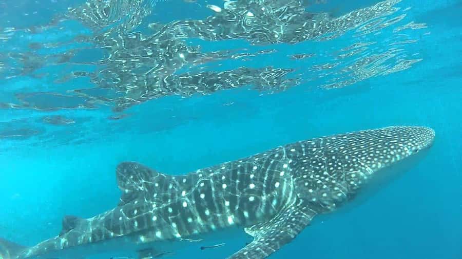 Muscat: Daymaniyat Island Snorkeling with Turtles Tour - Who will enjoy this tour most?