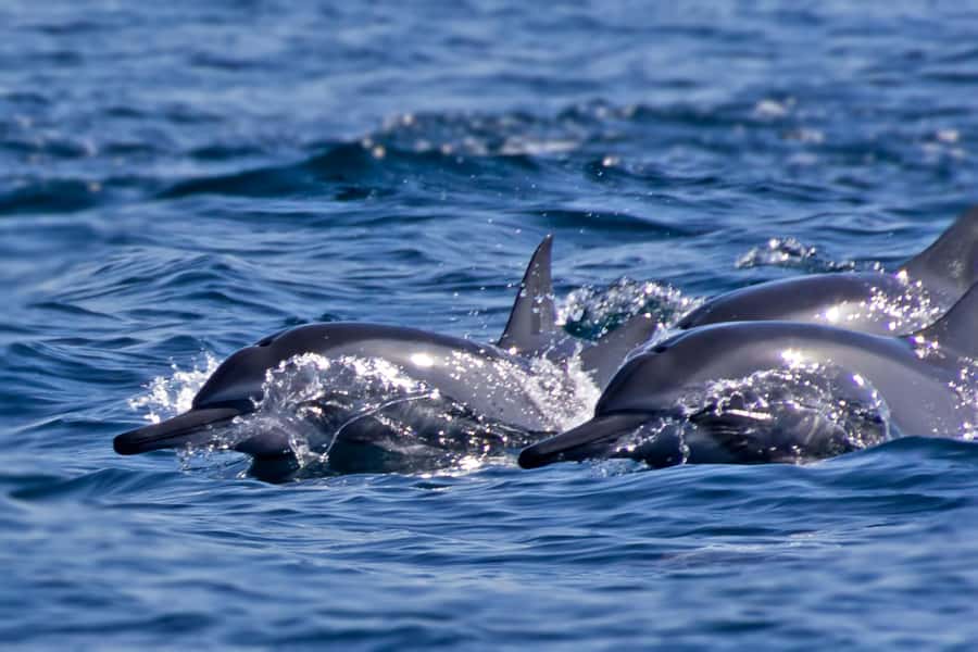 Muscat: Daymaniyat Islands Private Boat Tour with Snorkeling - Coral Bay brings a second look underwater
