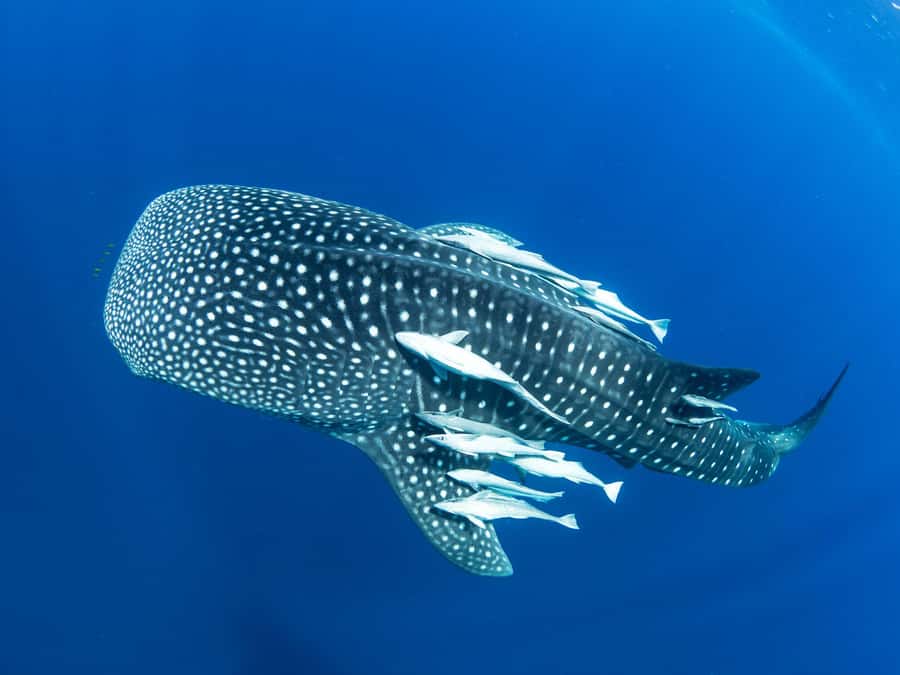 Muscat: Daymaniyat Islands Snorkeling Tour - Key points to know before you book