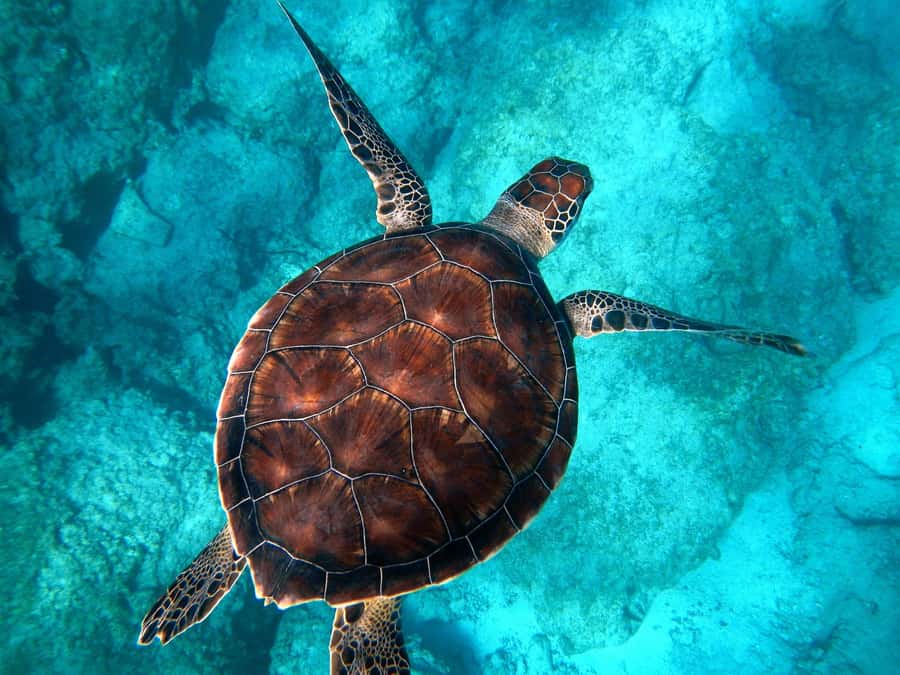 Muscat: Daymaniyat Islands Snorkeling Tour - Later bays bring coral, fish, and more turtles