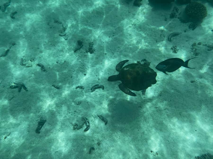 Muscat: Daymaniyat Islands Snorkeling Tour - Food, equipment, and what the $59 covers