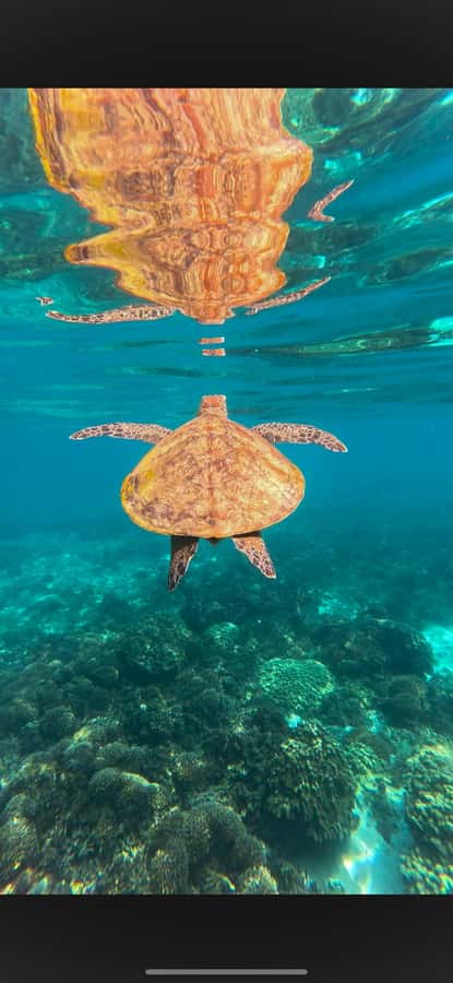 Muscat: Daymaniyat Islands Snorkeling Tour - The honest drawbacks: rough water and changing visibility