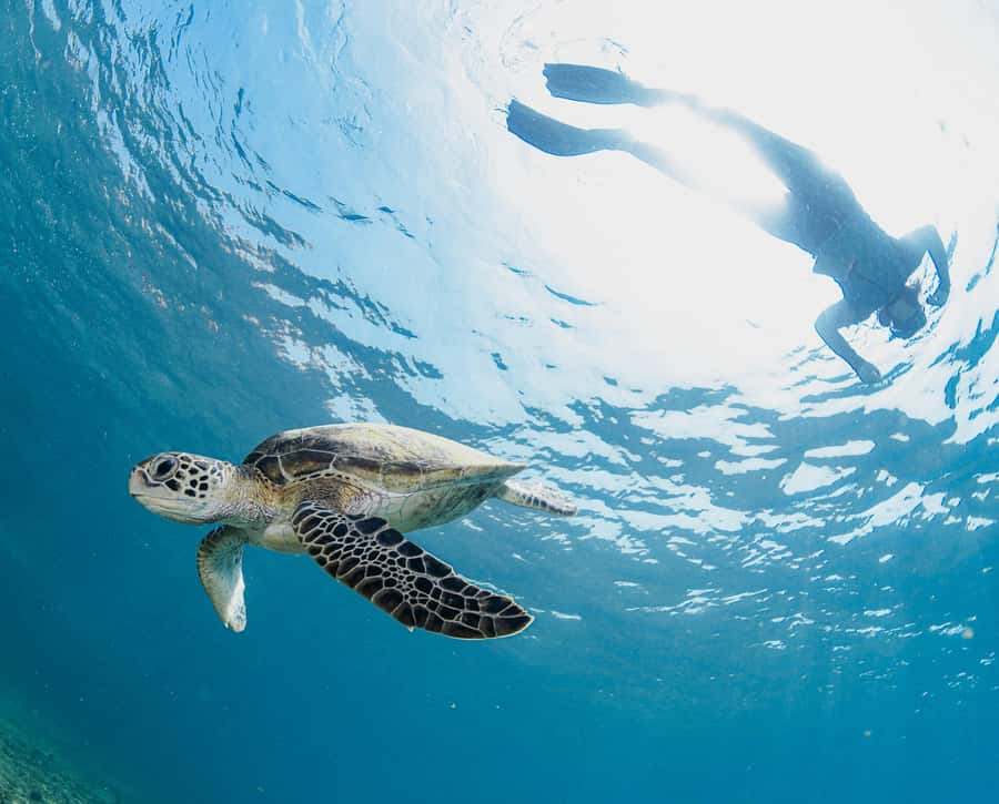 Muscat: Daymaniyat Islands Snorkeling Trip with BBQ Lunch - Why the crew matters for beginners