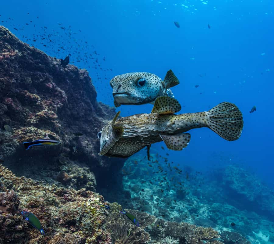 Muscat: Daymaniyat Islands Snorkeling Trip with BBQ Lunch - Is $70 good value?