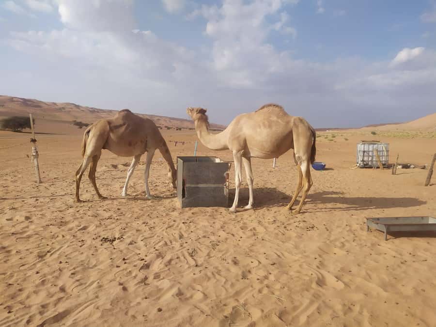 Muscat: Desert & Wadi Bani Khalid Tour with Quad Bike Option - Wahiba Sands by 4WD and quad bike