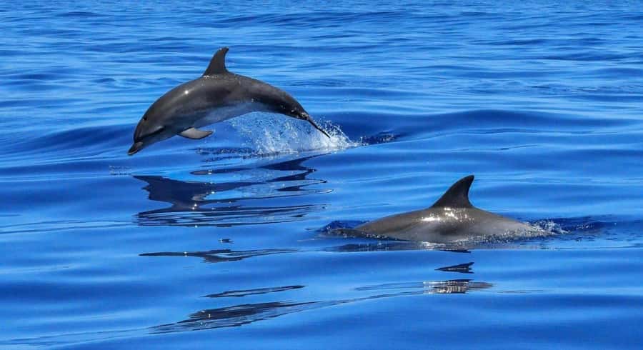 Muscat: Dolphin Watch & Snorkel Excursion - From Marina Bandar Al Rowdha into open water