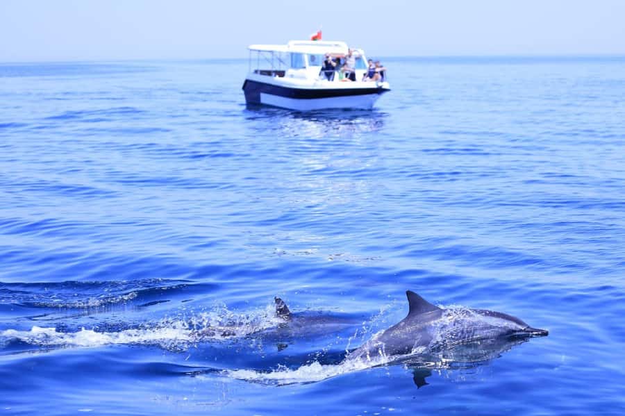 Muscat: Dolphin Watch & Snorkel Excursion - The speedboat ride along Muscat’s coast