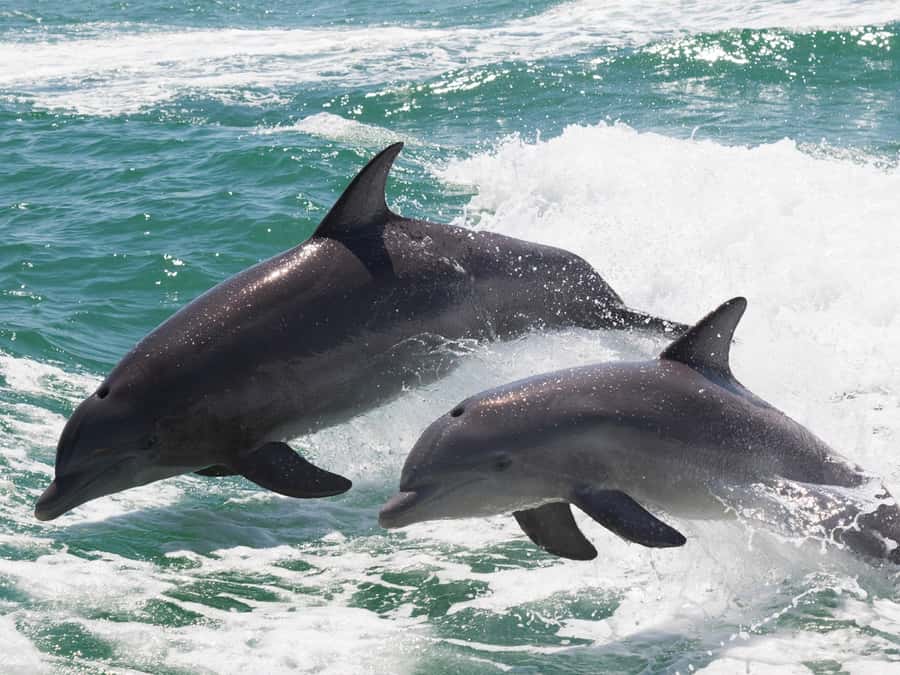 Muscat: Dolphin Watch & Snorkeling - Key points to know before booking
