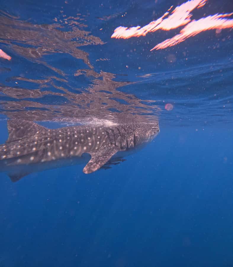 Muscat: Dolphin Watch & Snorkeling - How much value do you get for $82?
