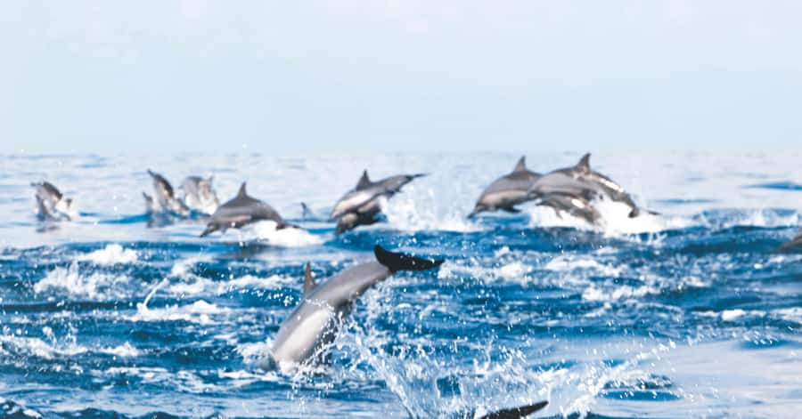 Muscat: Dolphin Watching and Snorkeling Tour - Key points to know before you book