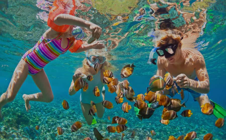 Muscat: Dolphin Watching and Snorkeling Tour - From Muscat pickup to the marina