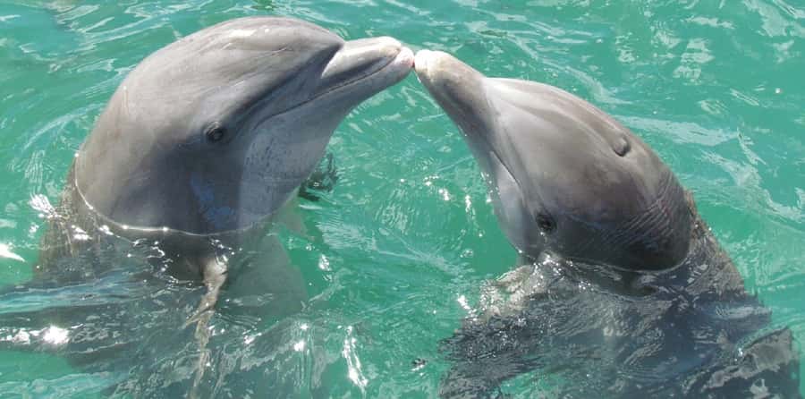 Muscat: Dolphin Watching and Snorkeling Tour - Who will enjoy this Muscat boat trip?