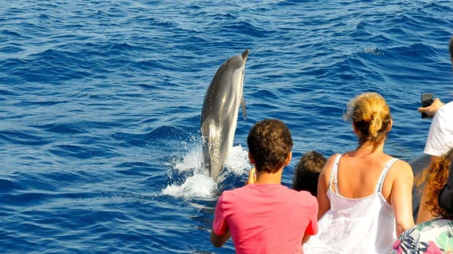 Muscat: Dolphin Watching and Snorkeling Tour - Booking details that affect your plans