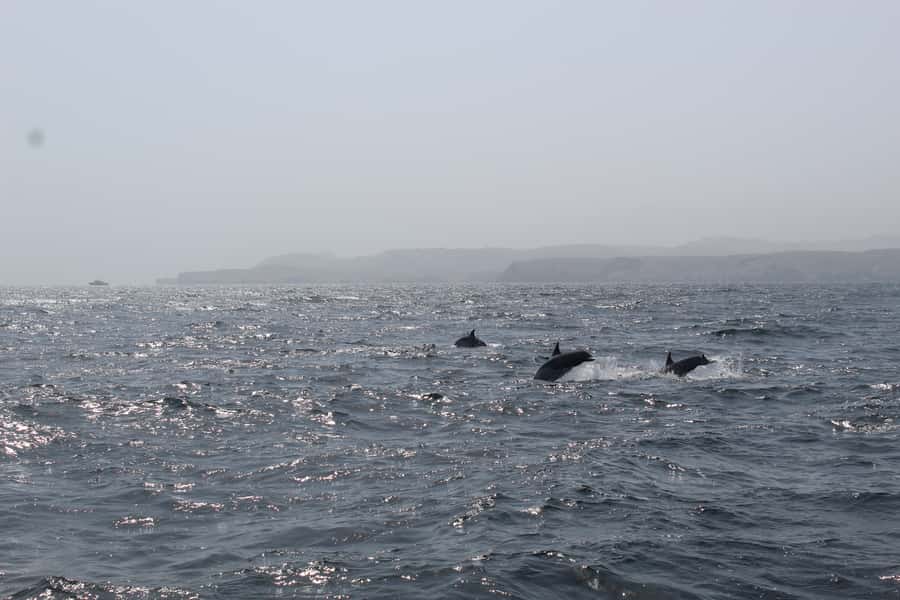 Muscat: Dolphin Watching and Snorkeling Tour By Speed Boat - Searching for dolphins along the Muscat coast