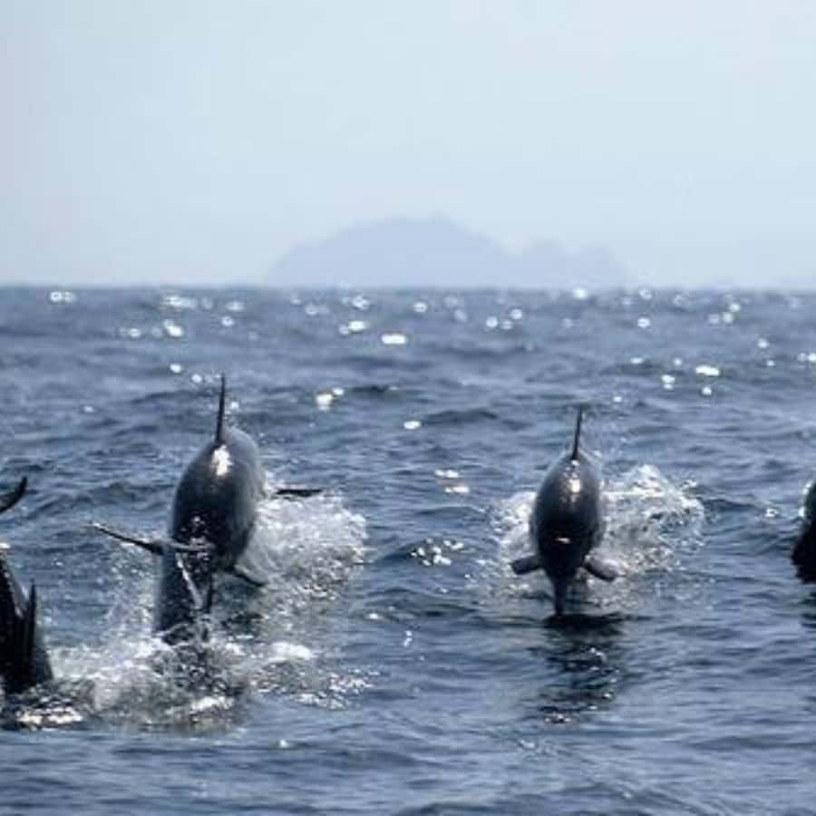 Muscat: Dolphin Watching and Snorkeling Trip - Watching dolphins along the Muscat coast