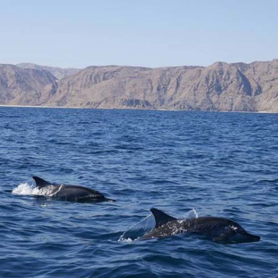 Muscat: Dolphin Watching and Snorkeling Trip - What the guest feedback tells me