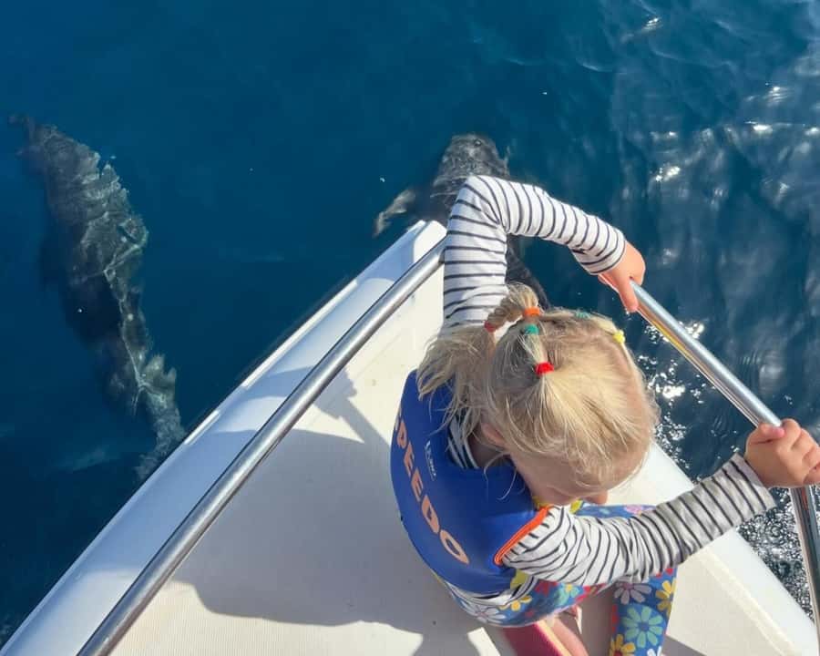 Muscat: Dolphin Watching Boat Amazing Trip - Key points before you book