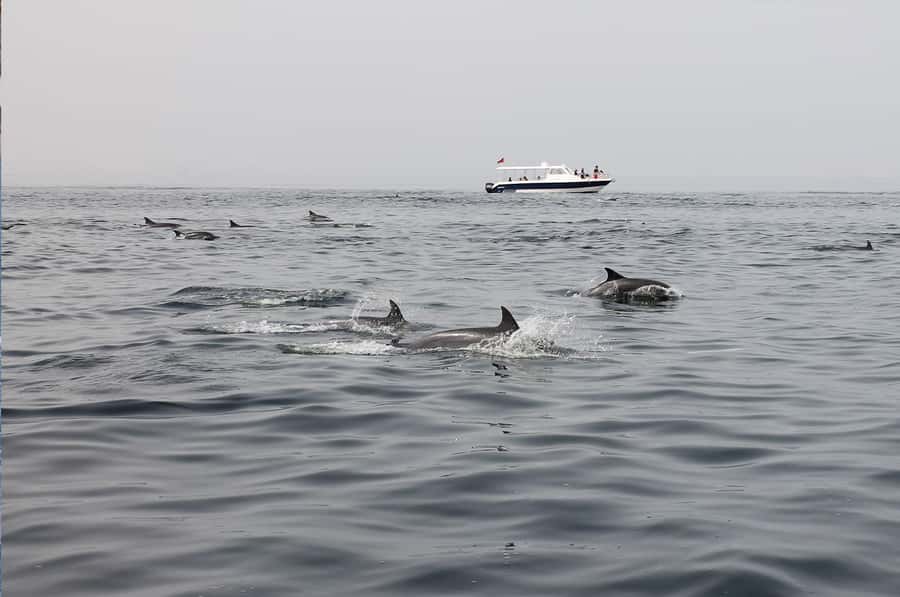 Muscat: Dolphin Watching Boat Amazing Trip - The coastline on the return ride