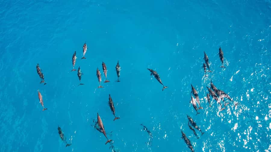 Muscat: Dolphin Watching Boat Amazing Trip - Who will enjoy this trip most?