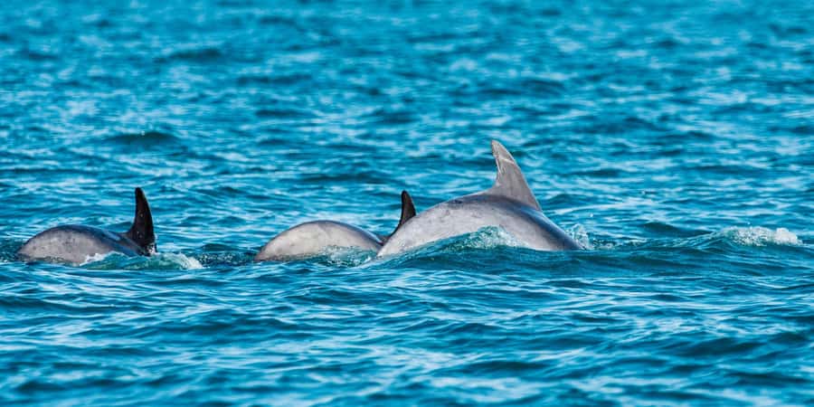 Muscat: Dolphin Watching Boat Amazing Trip - What the two-hour route includes