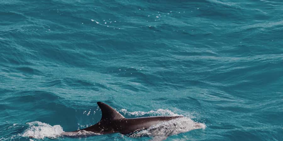 Muscat: Dolphin Watching Boat Tour - Leaving Marina Bandar Al Rowdha