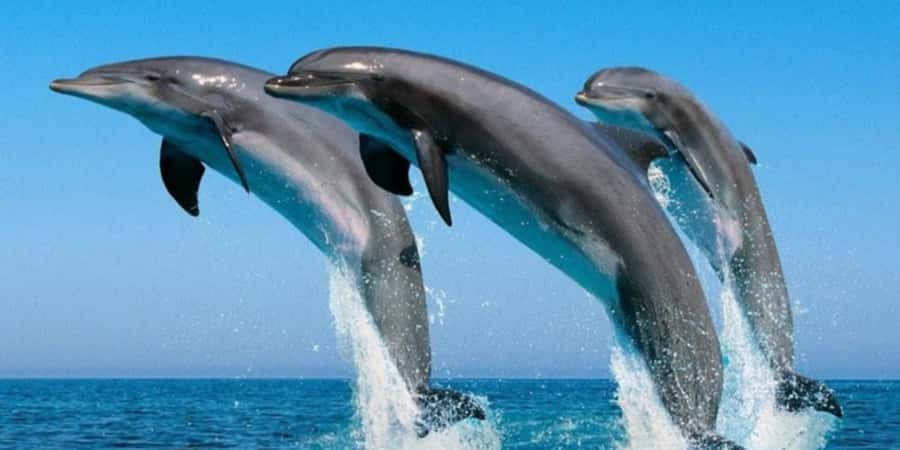 Muscat: Dolphin Watching Boat Tour - Finding dolphins in the Arabian Sea