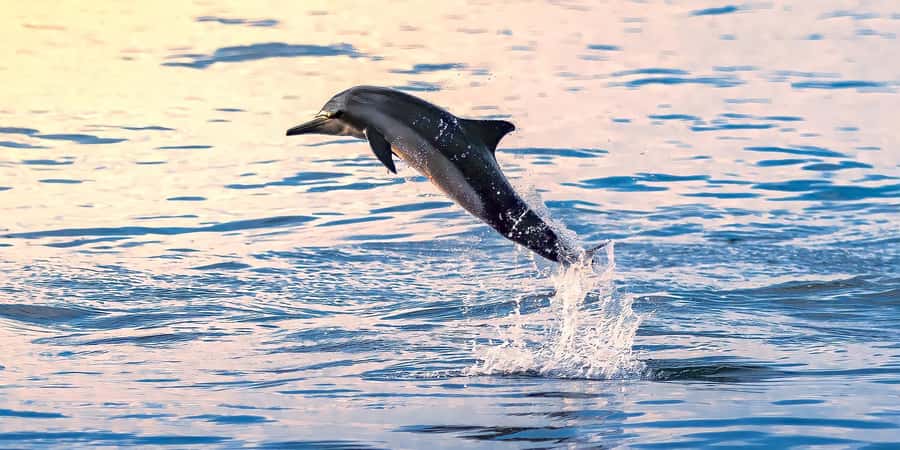 Muscat: Dolphin Watching Boat Tour - What the first 30 minutes are like