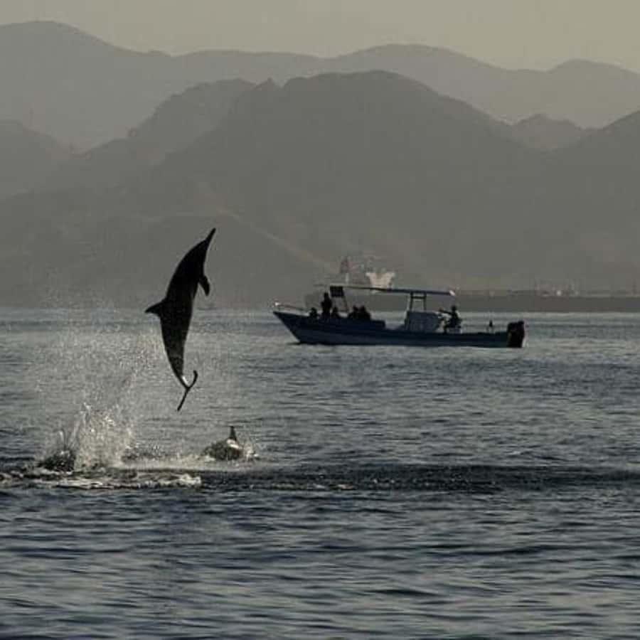 Muscat: Dolphin Watching Boat Trip with Snacks & Local Guide - FAQ