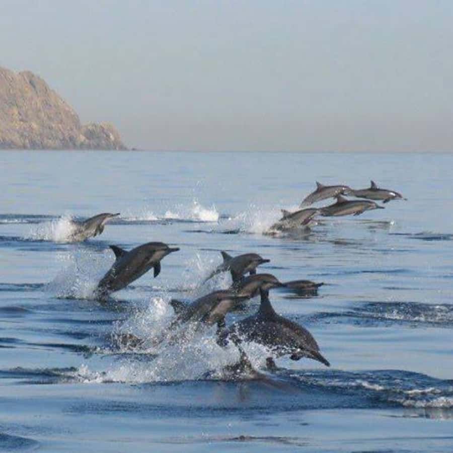 Muscat: Dolphin Watching Boat Trip with Snacks & Local Guide - The coastline between Arch Rock and Bustan Palace