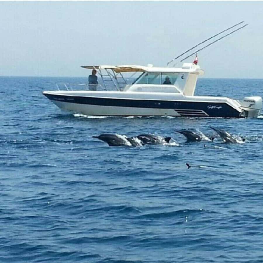 Muscat: Dolphin Watching Boat Trip with Snacks & Local Guide - What the guides add to the ride