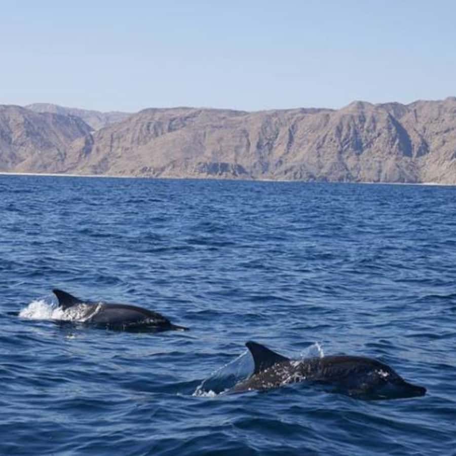 Muscat: Dolphin Watching Boat Trip with Snacks & Local Guide - Snacks, drinks, and comfort onboard