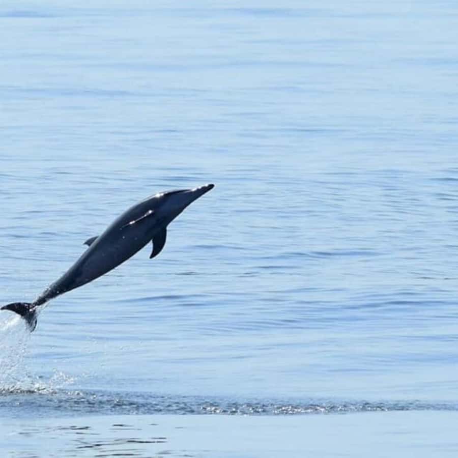 Muscat: Dolphin Watching Boat Trip with Snacks & Local Guide - Booking details worth checking before you go