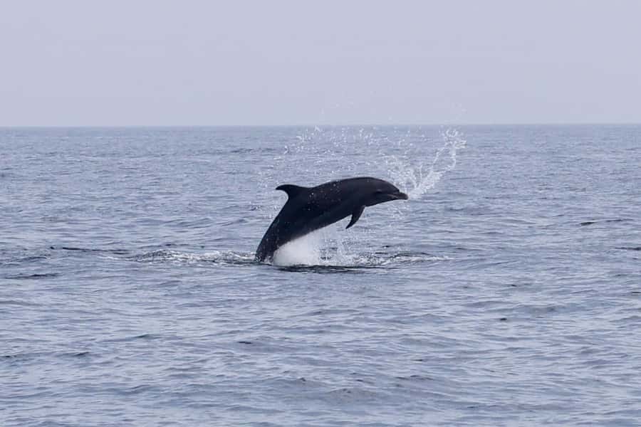 Muscat Dolphin Watching & Coastal Sightseeing Tour - Who should book this experience?