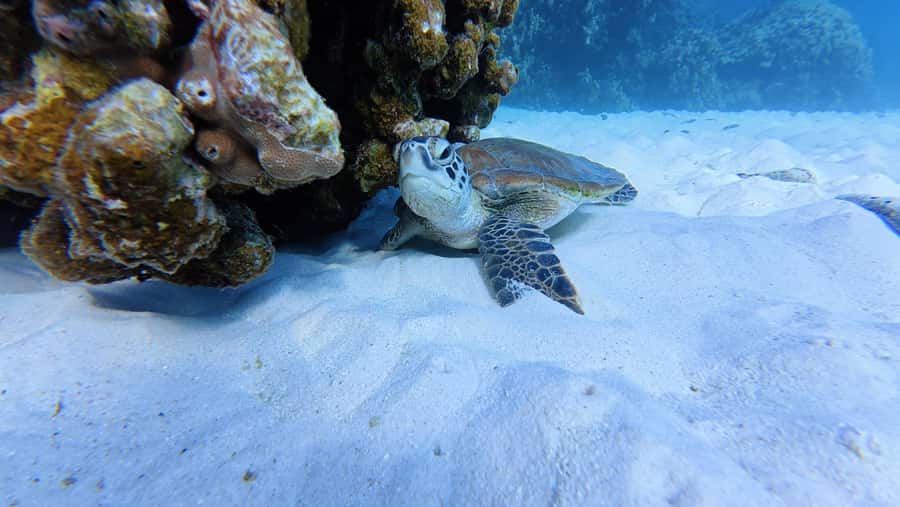 Muscat Oman: Snorkeling adventure to Daymaniyat Island - Two snorkeling stops in the nature reserve